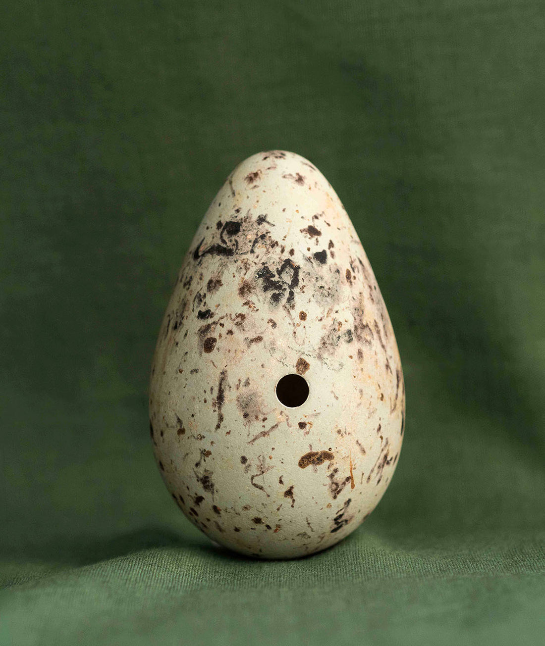 Guillemot II