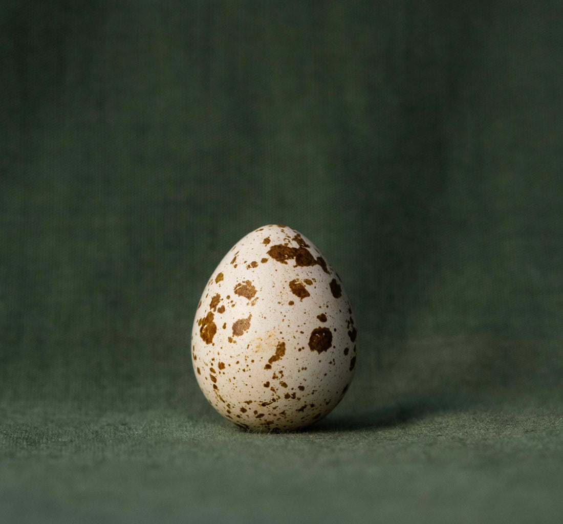 Quail Egg