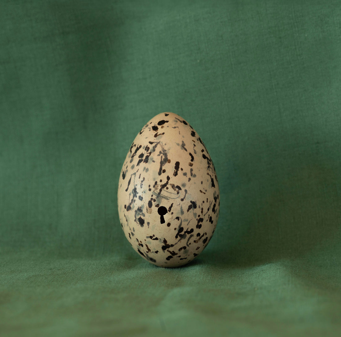 Oystercatcher Egg