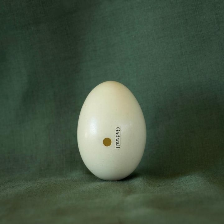 Gadwell Egg