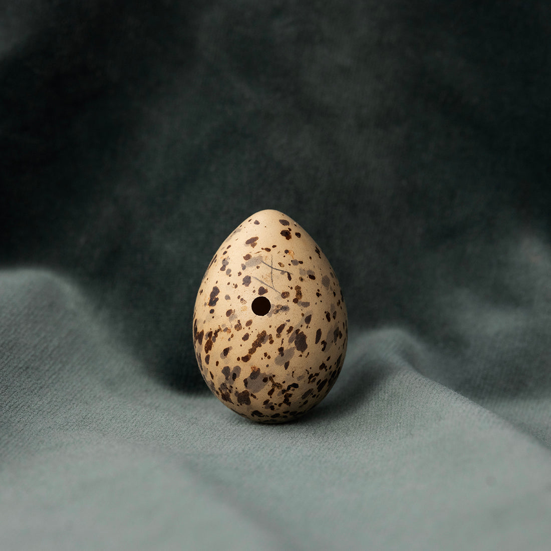 Tern Egg