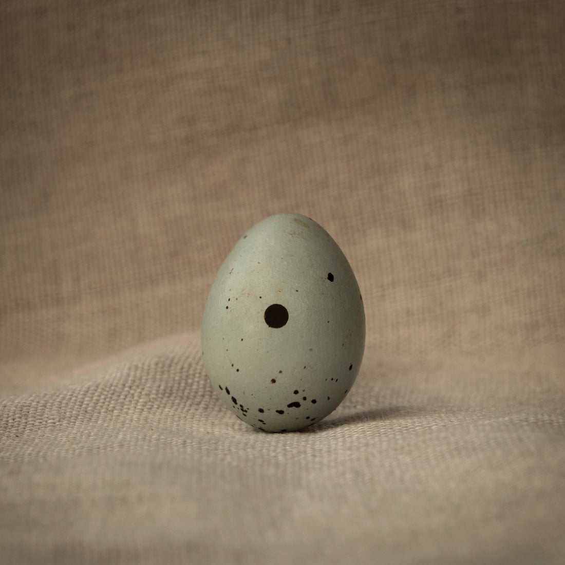 Song Thrush
