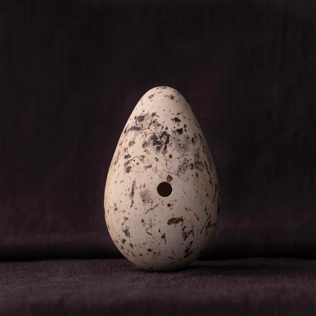 Razorbill Egg IV