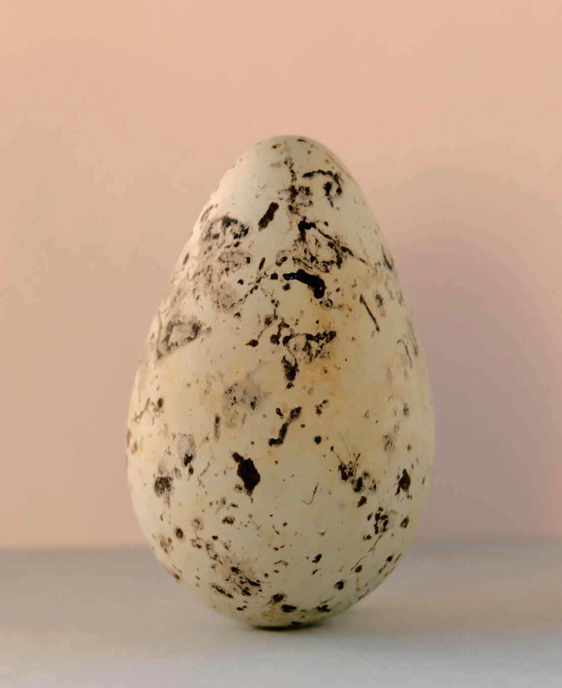Razorbill, Alca Torda Egg, circa 1908, 2025