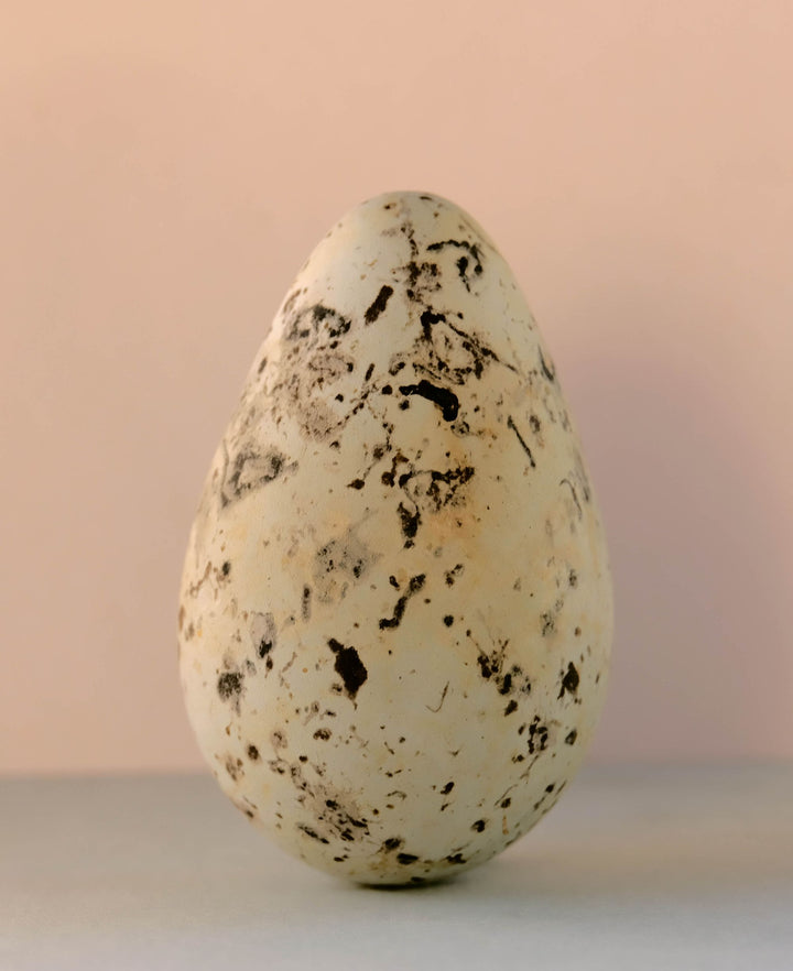 Razorbill, Alca Torda Egg, circa 1908, 2025