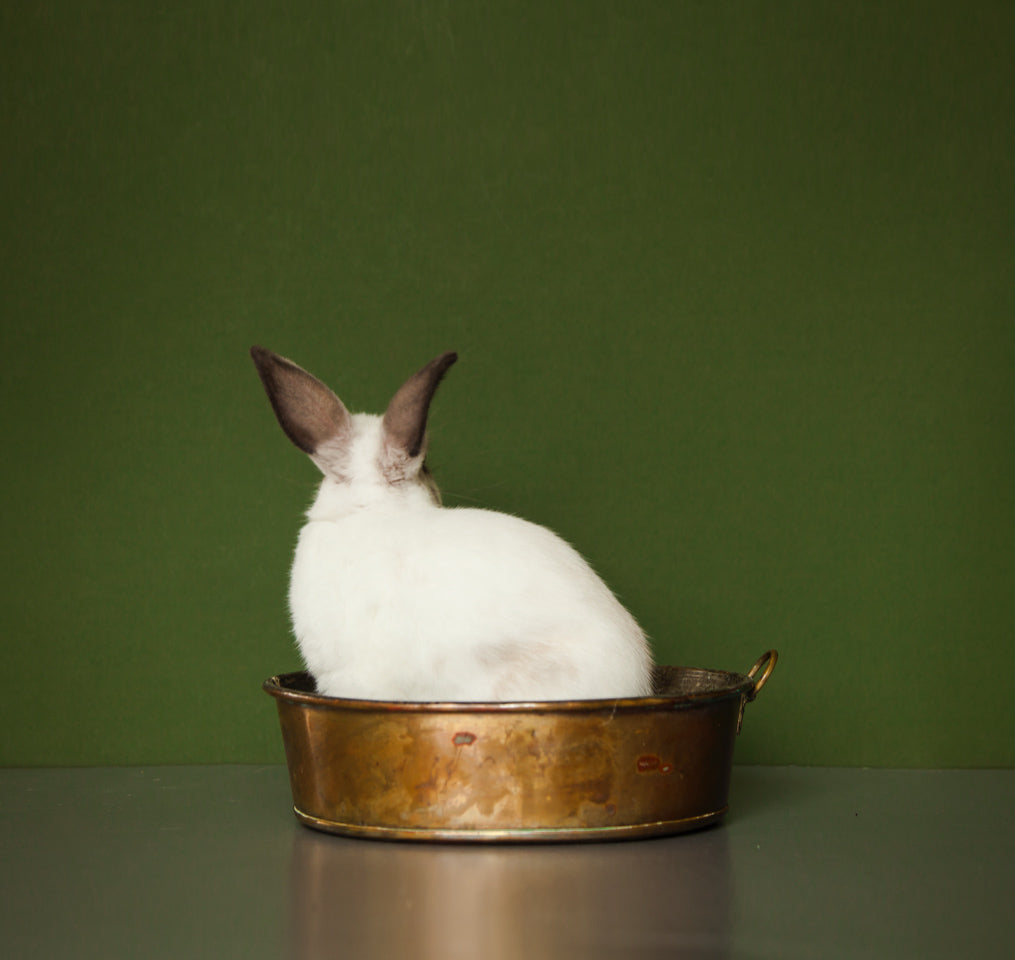 Bunny Boiler II, 2020