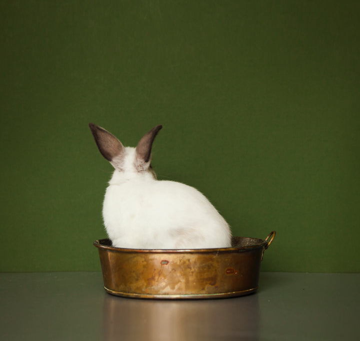 Bunny Boiler II, 2020