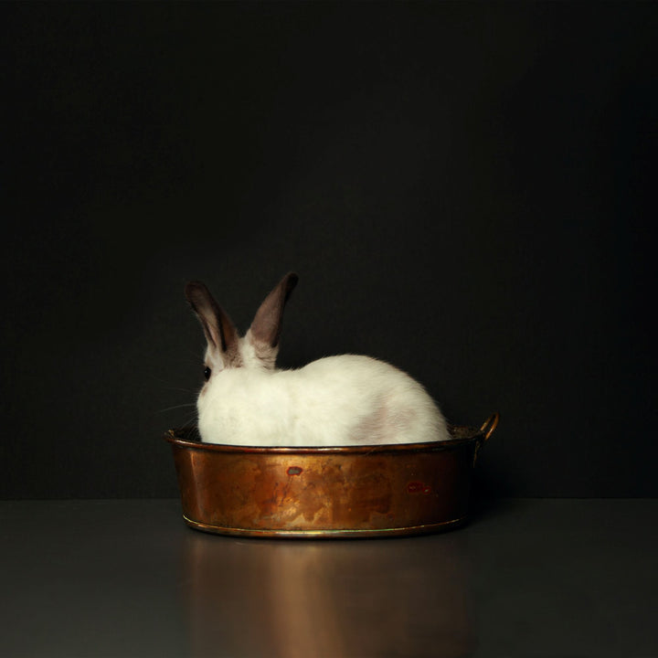 Bunny Boiler I, 2020