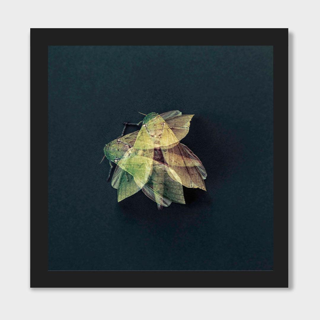 Puriri Moth, 2022, edition of 10