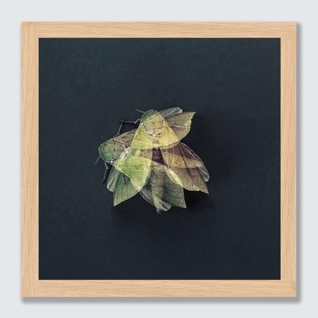 Puriri Moth, 2022, edition of 10