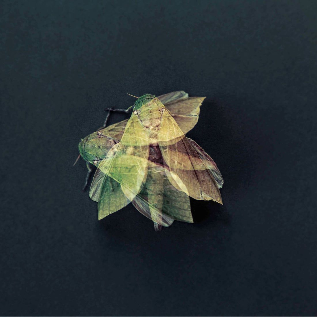 Puriri Moth, 2022, edition of 10