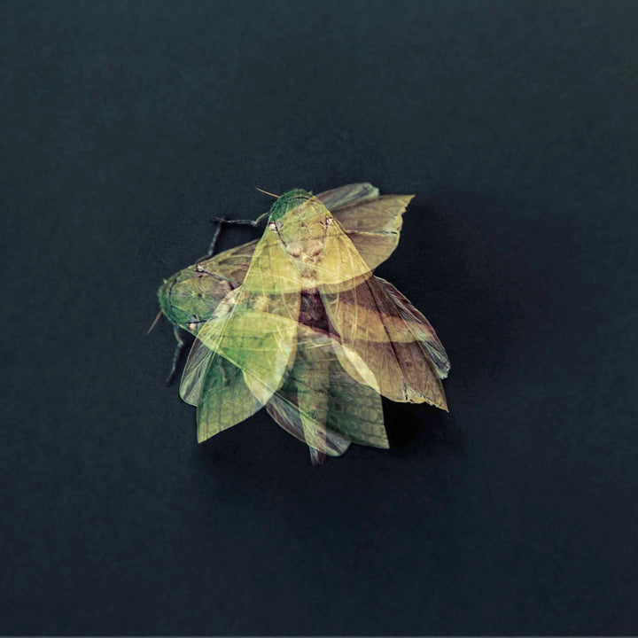 Puriri Moth, 2022, edition of 10