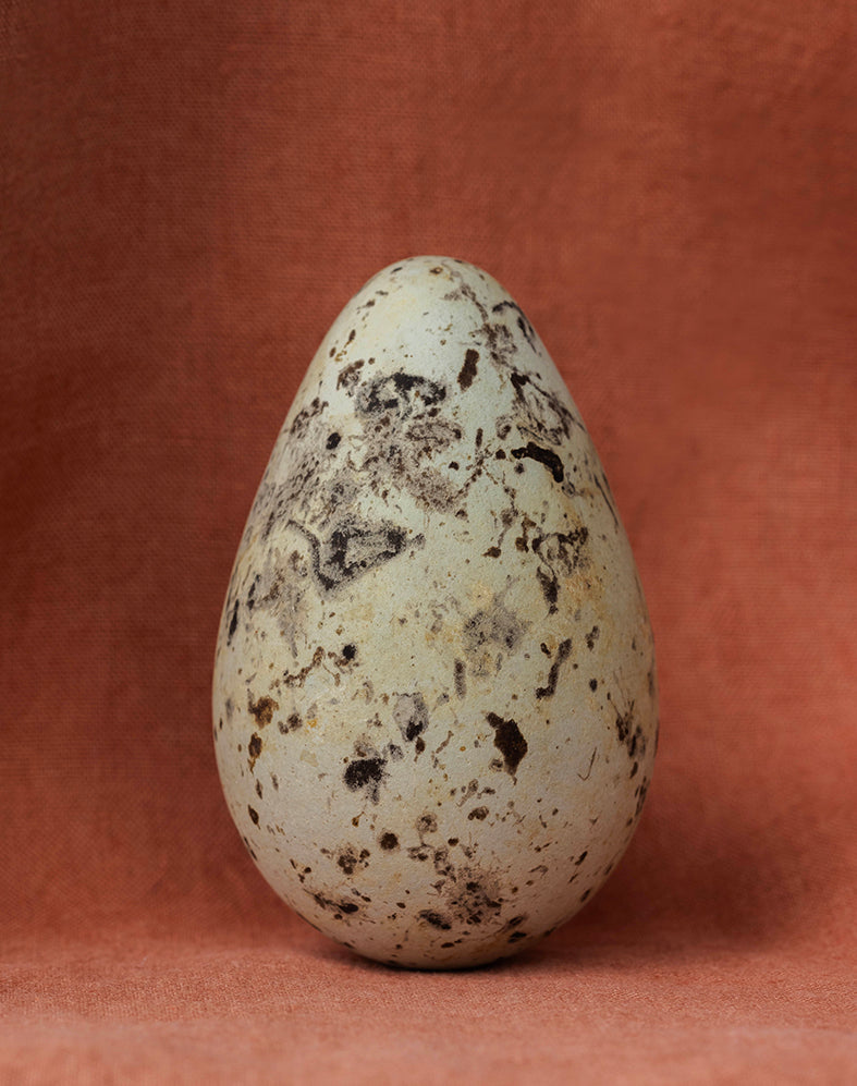 Guillemot III